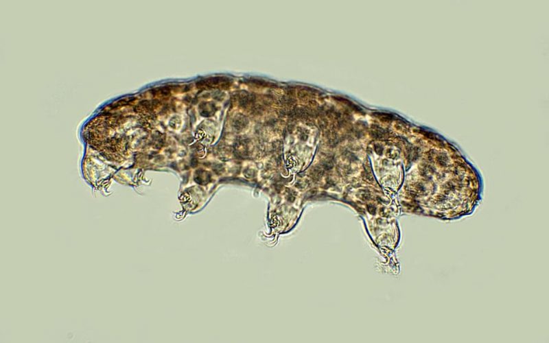 Image d'un tardigrade vue au microscope. Il a un corps allongé et de petites pattes.