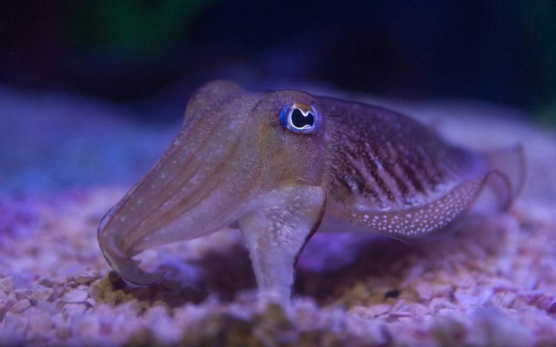 Photographie d'une seiche dans un aquarium qui présente une coloration assez proche du substrat sur lequel elle se trouve.