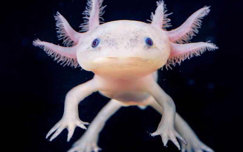 Photographie d'un axolotl rose de face.