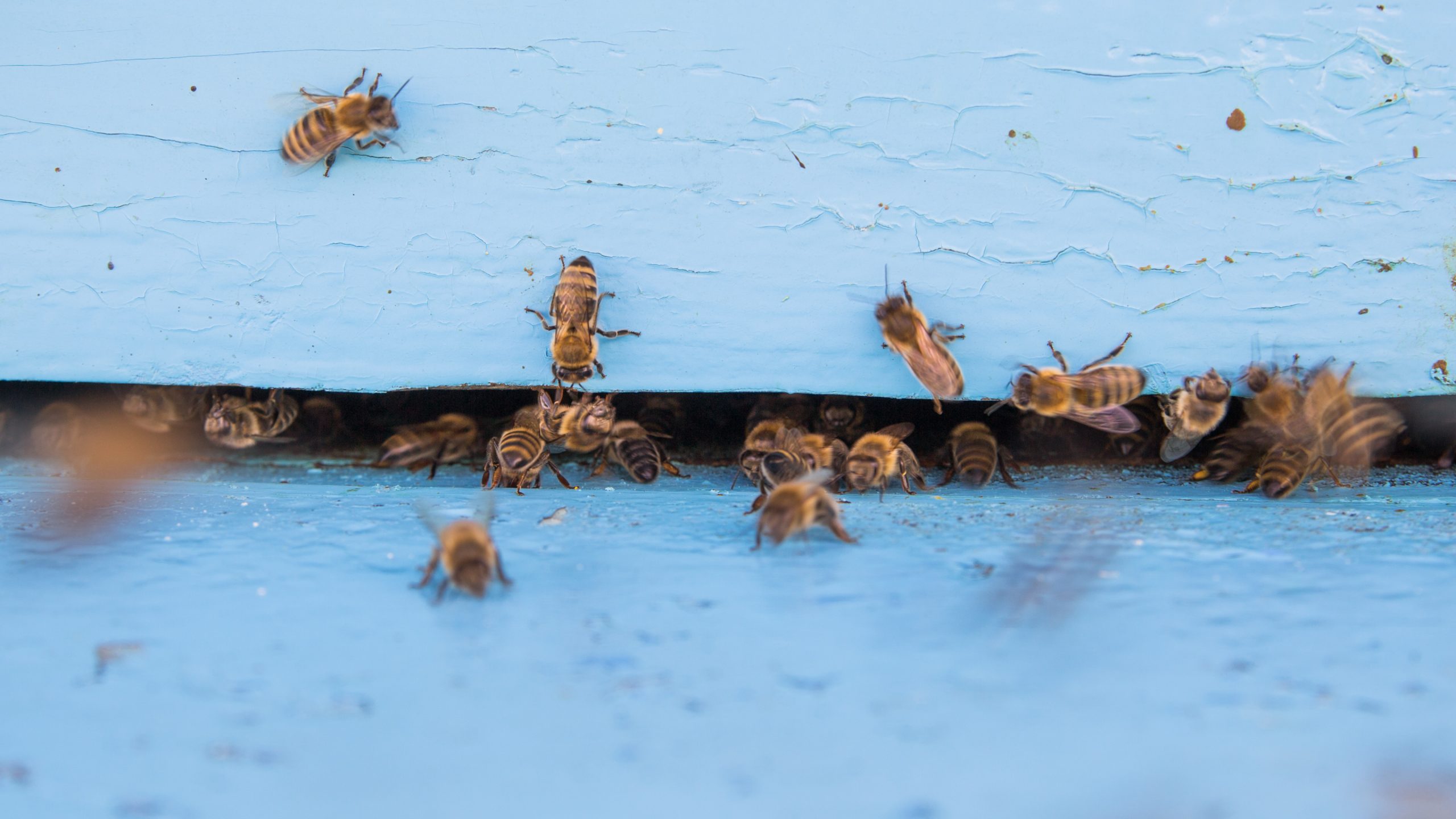 Comment les abeilles communiquentelles ? César Culture G Blog