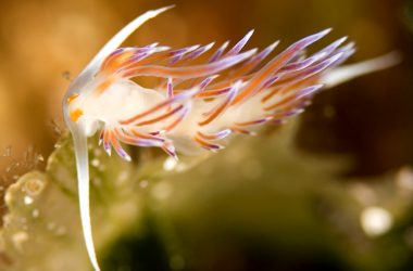 Photographie d'une limace de mer, une espèce pratiquant l'hermaphrodisme. Son corps est blanc avec comme de multiples tentacules sur le dessus de son corps. Celles-ci sont oranges et mauves.