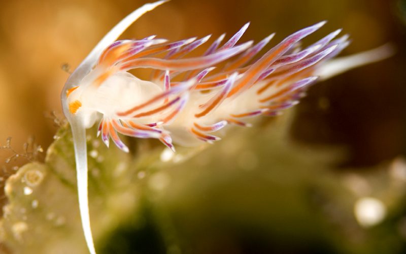Photographie d'une limace de mer, une espèce pratiquant l'hermaphrodisme. Son corps est blanc avec comme de multiples tentacules sur le dessus de son corps. Celles-ci sont oranges et mauves.