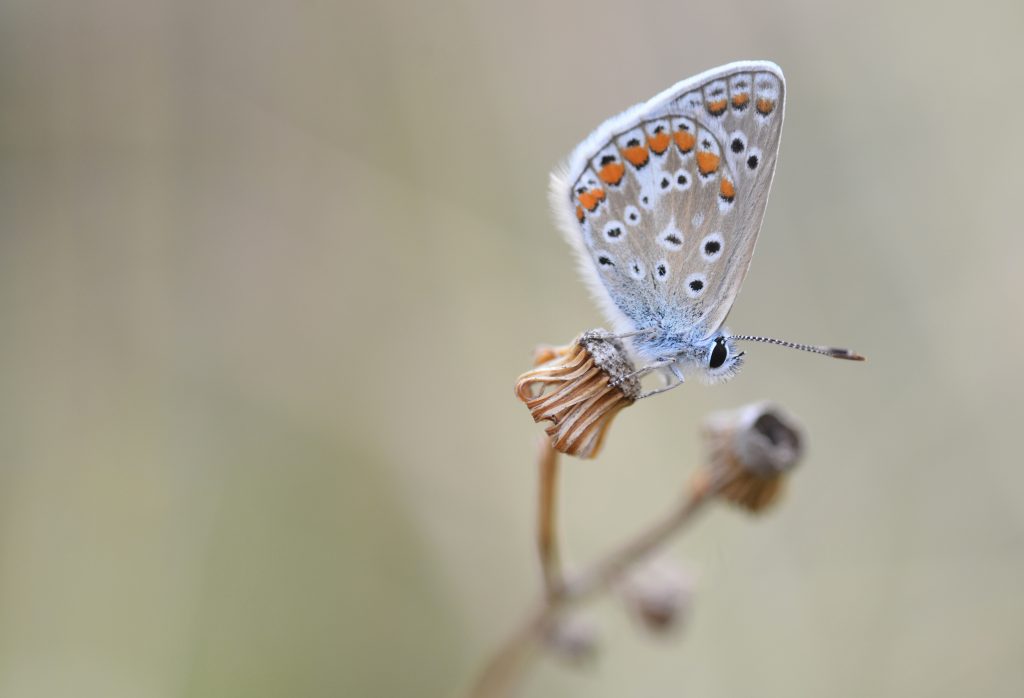 Photographie d'un papillon Argus bleu mâle perché sur de la végétation.