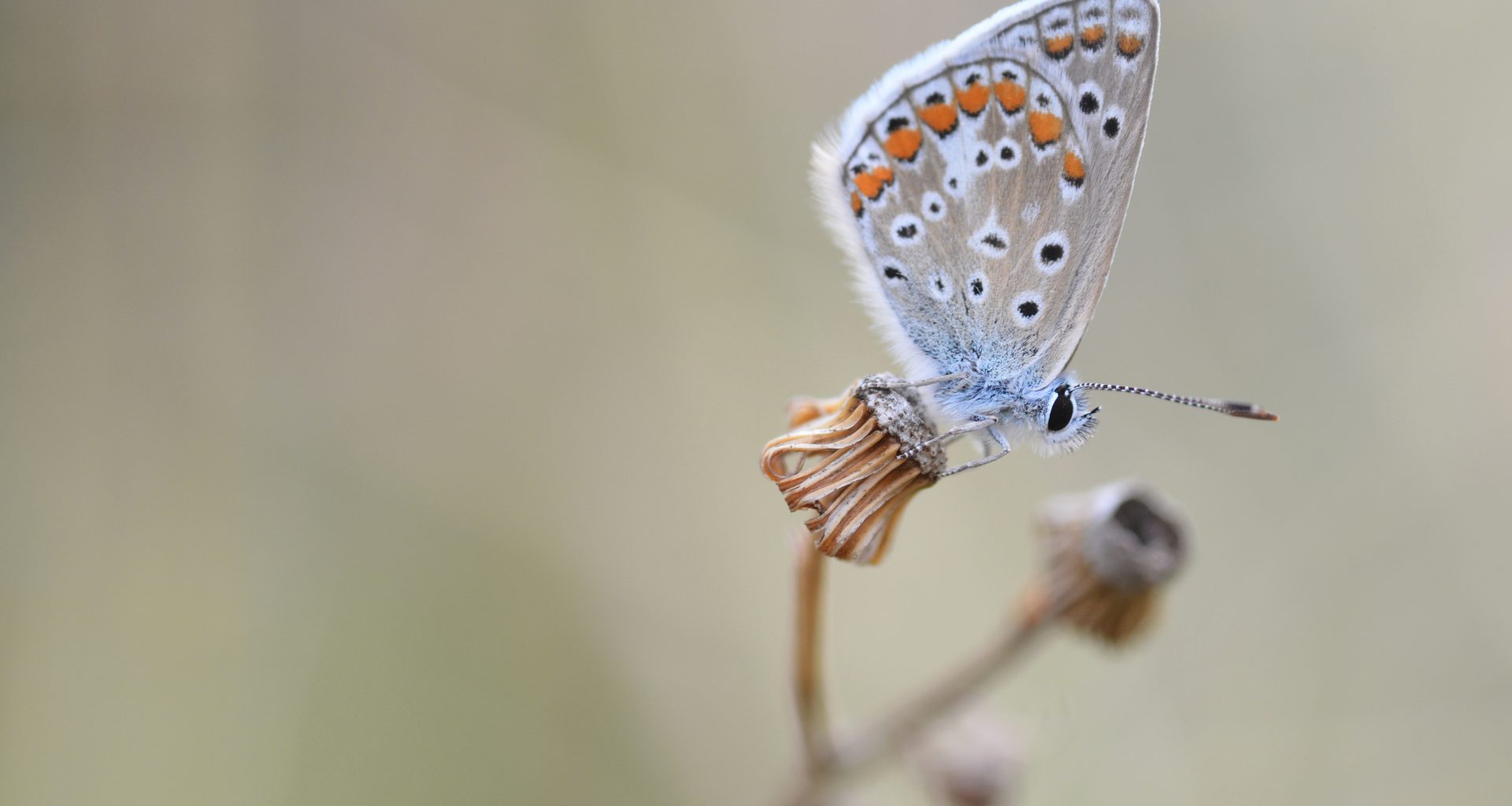 Photographie d'un papillon Argus bleu mâle perché sur de la végétation.
