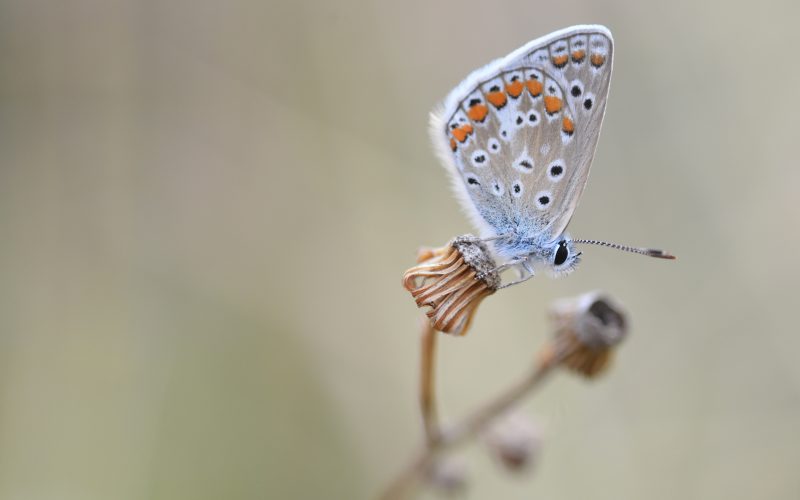 Photographie d'un papillon Argus bleu mâle perché sur de la végétation.