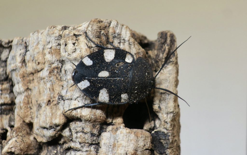 Photographie d'une blatte domino, un insecte tout noir avec plusieurs taches blanches sur l'abdomen.