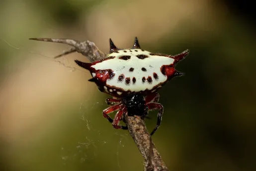 Photographie d'une Gasteracantha, un genre d'araignées avec un abdomen présentant plusieurs épines. César Culture G