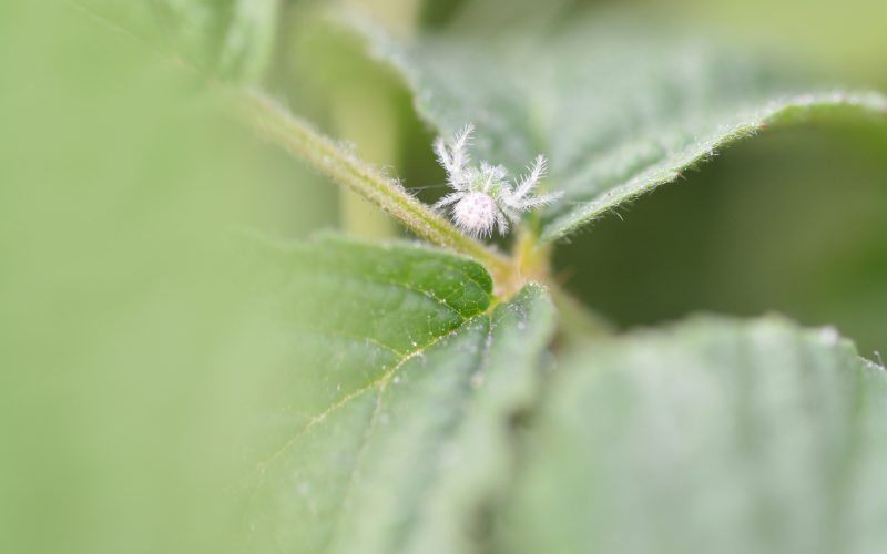 Photographie d'une Heriaeus, une espèce d'araignées pleine de poils !