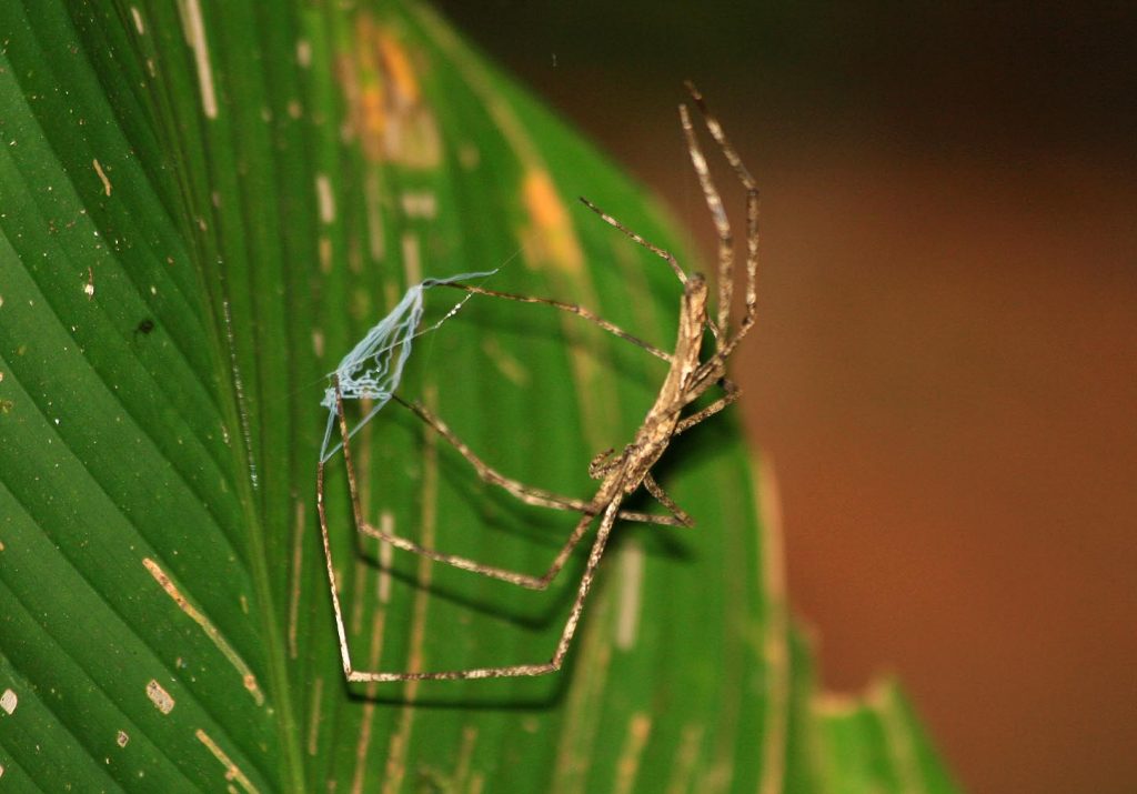 Photographie d'une Deinopis, un genre d'araignées qui tisse une toile entre ses pattes avant qu'elles jettent sur leurs proies. César Culture G