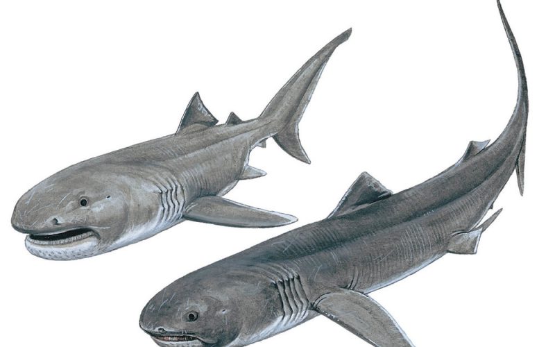 Illustration de deux requins grande gueule.